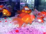 20130404_Ikan_Hias_8137.jpg