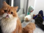 20130407_Kucing_Persia_Seharga_10_Juta_8251.jpg