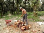20130419_Kebun_Kelapa_Sawit_Asian_Agri_di_Riau_4207.jpg