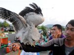 20130422_bubo_sumatranus_2030.jpg
