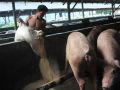 20130521_bantuan-ternak-babi_6199.jpg
