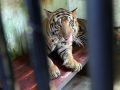 20130601_harimau-benggala-tiba-di-medan_5068.jpg