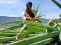 20130607_petani-bawang-dari-danau-kembar_9573.jpg