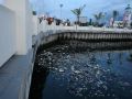20130612_pantai-losari-tercemari-sampah_7376.jpg