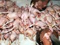 20130613_ayam-potong_1592.jpg