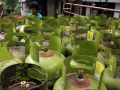20130627_pembatasan-gas-tiga-kilogram_1698.jpg