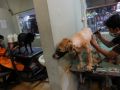 20130806_jasa-penitipan-hewan-peliharaan_9727.jpg