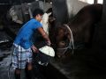 20130916_izin-impor-sapi_4551.jpg