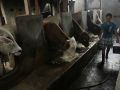 Malaysia Ikut Jejak Indonesia Blokir Impor Sapi Hidup dari Australia, Khawatir Penyakit Kulit
