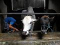 20130916_izin-impor-sapi_6632.jpg