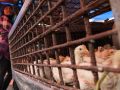 20130923_harga-ayam-masih-tinggi-di-pekanbaru_5023.jpg