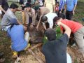 20131016_hewan-kurban-untuk-peringati-hari-raya-idul-adha-1434-hhewan-kur_3394.jpg