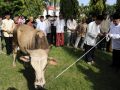 20131016_pemotongan-qurban_4885.jpg