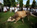 20131016_pemotongan-qurban_5254.jpg