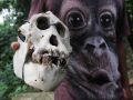 20131105_daging-orangutan-dimakan-warga_9259.jpg