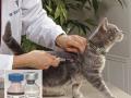 20131208_172815_kucing-suntik.jpg