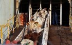 20131218_213635_sapi-dari-australia-tiba-di-tanjung-priok.jpg