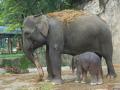 20131227_171809_agustin-gajah-di-taman-margasatwa-ragunan.jpg
