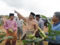 20140102_232234_aiski-panen-jagung-tanjungpinang.jpg