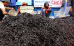 20140105_160329_semut-orange-kumpulkan-650-kg-paku-di-jalanan.jpg
