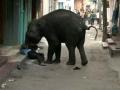 20140105_173616_ilustrasi-diinjak-gajah.jpg