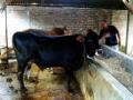 20140106_150112_biogas-tahi-sapi.jpg