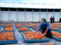 20140115_172433_pabrik-rumput-laut.jpg