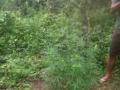 20140124_120453_ladang-ganja-way-kanan.jpg