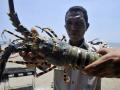20140128_055126_nelayan-menangkap-lobster.jpg