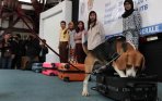 20140130_031159_anjing-pelacak-narkoba.jpg