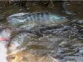 20140205_140618_budidaya-ikan.jpg