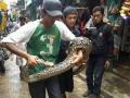 20140206_124951_ular-sanca-cipinang.jpg