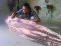 20140209_212823_perikanan-pasar-ikan-muara-baru-ikan-hiu-6.jpg