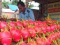 20140211_063020_buah-naga-sleman.jpg
