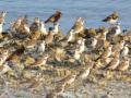 20140213_090058_burung-migrasi-di-benoa.jpg