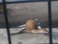20140213_131122_rusa-mati-di-kbs.jpg