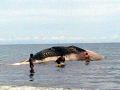 20140213_141003_foto-ikan-paus-terdampar-di-pantai-mokupa.jpg