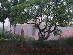 20140218_183553_busway-berasap-terbakar.jpg