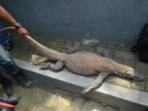 20140226_150355_komodo-koleksi-kbs-yang-mati-beberapa.jpg