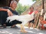 20140312_173207_kesaktian-ayam-jago.jpg