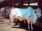 20140313_124855_sby-kunjungi-sapi-limosin.jpg
