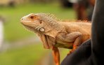 20140407_165543_komunitas-reptil.jpg