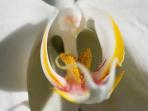 20140408_175550_perawan-ilustrasi.jpg