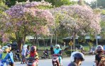 20140408_213611_bunga-sakura-bersemi-di-muka-kuning-batam.jpg