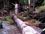 20140424_194837_pohon-tumbang.jpg