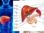 20140430_133648_organ-hati.jpg