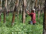 20140502_182622_penyadap-karet.jpg