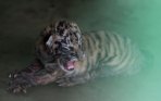 20140508_140431_bayi-harimau-sumatera-yang-baru-lahir.jpg