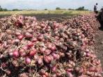20140523_075825_bawang-merah.jpg