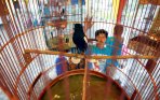 20140526_212252_seleksi-lomba-burung-berkicau.jpg